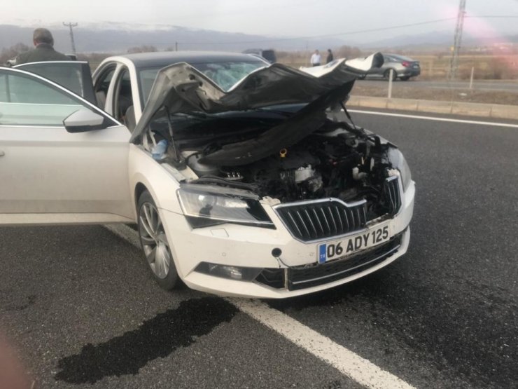 Bingöl’de otomobilin çarptığı eşek telef oldu