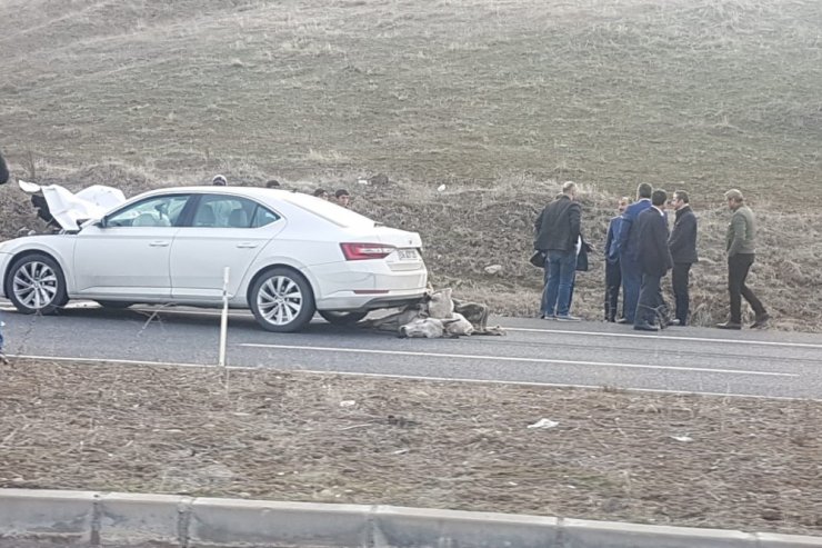 Bingöl’de otomobilin çarptığı eşek telef oldu