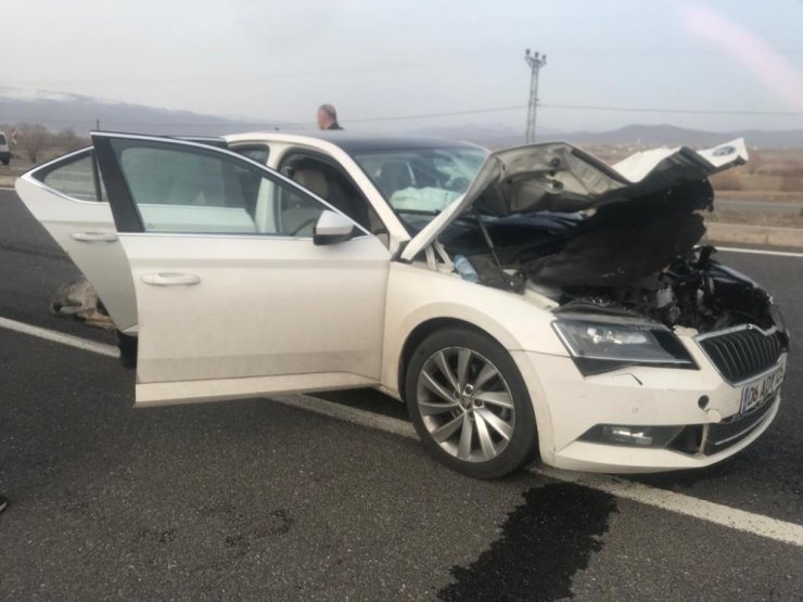 Bingöl’de otomobilin çarptığı eşek telef oldu