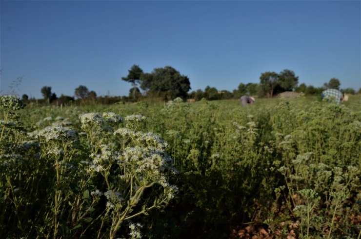 Denizli’de üretilen kekik 85 ülkeye ihracat ediliyor