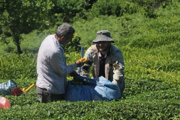 Gürcistan’da Koronavirüs vakalarının görülmesi çay üreticisini tedirgin etti