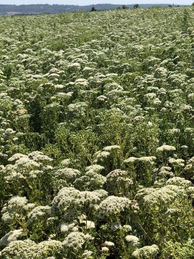 Türkiye 108 ülkeye kekik ihraç etti