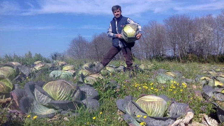 Sakarya’da lahana fiyatları çiftçinin yüzünü güldürmedi