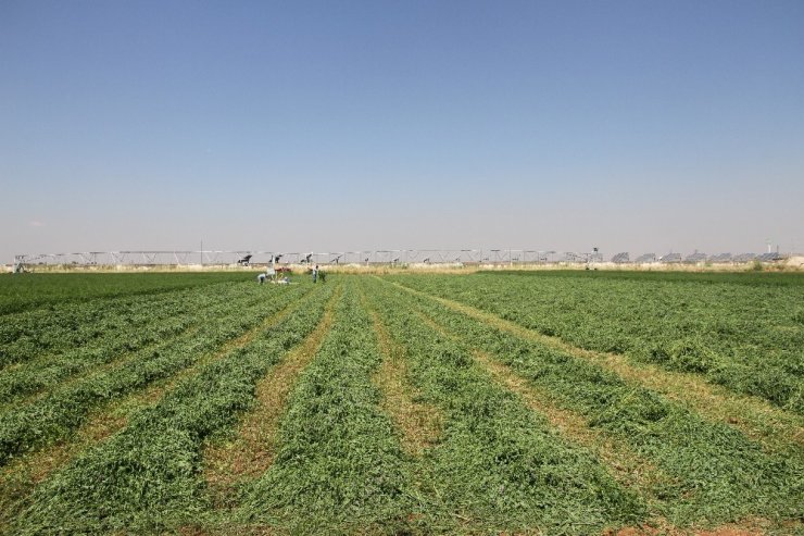 Pamuk hasadı sonrası boş kalan tarla çiftçiyi zengin ediyor