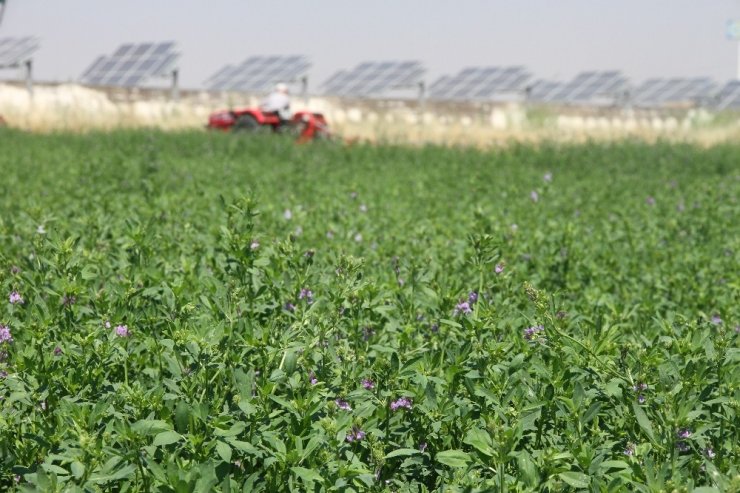 Pamuk hasadı sonrası boş kalan tarla çiftçiyi zengin ediyor