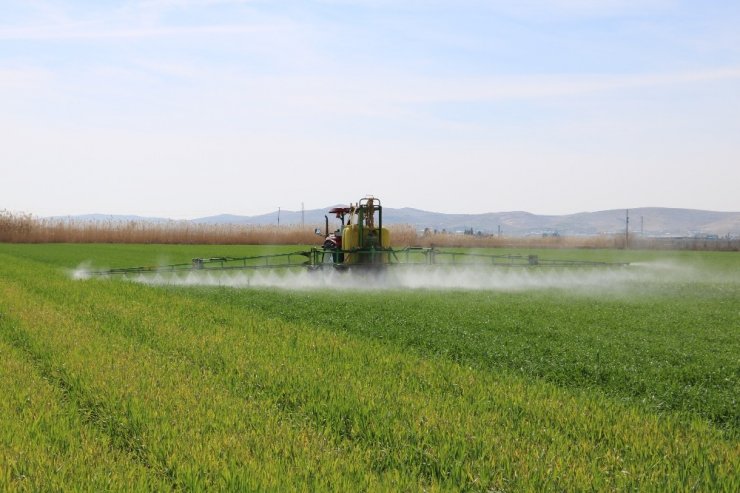 Pamuk hasadı sonrası boş kalan tarla çiftçiyi zengin ediyor