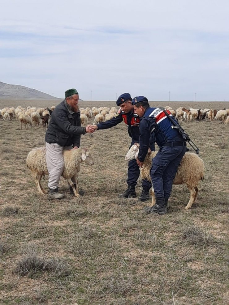 Rus koyun hırsızı yakalandı