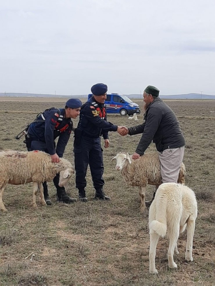 Rus koyun hırsızı yakalandı