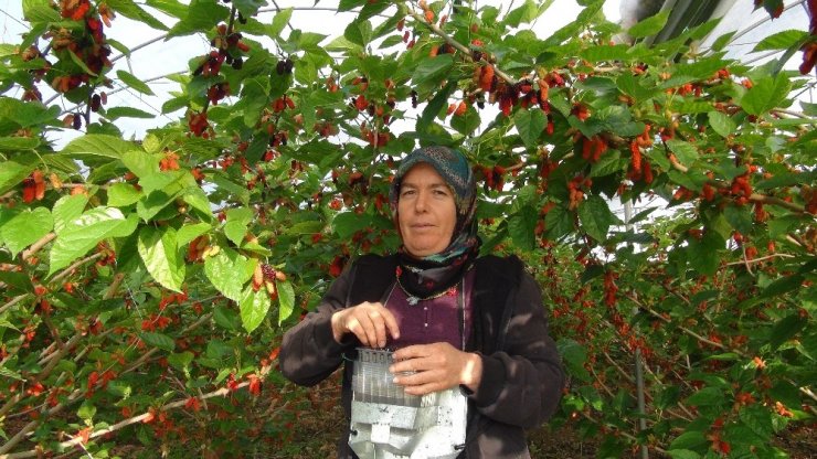 Türkiye’de yılın ilk karadut hasadı Silifke’de başladı