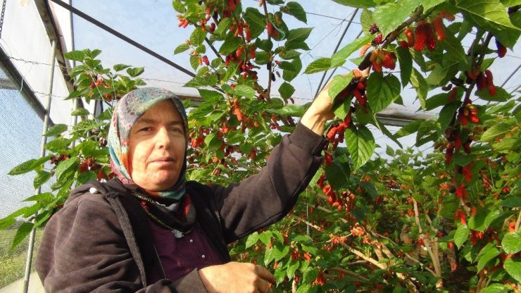 Türkiye’de yılın ilk karadut hasadı Silifke’de başladı
