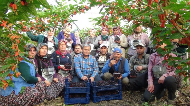 Türkiye’de yılın ilk karadut hasadı Silifke’de başladı