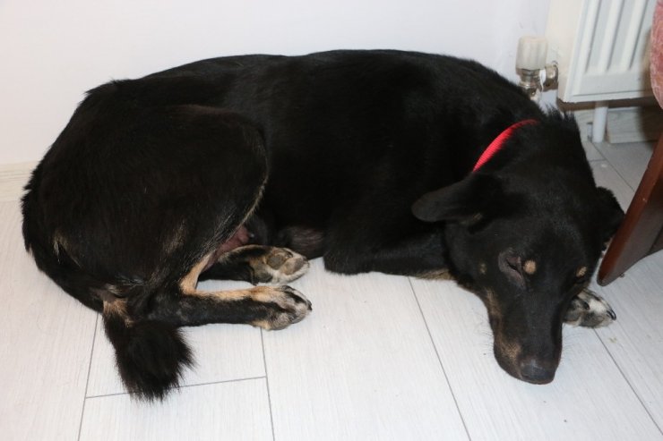 Toprak yığınları arasında mahsur kalan 9 yavru köpeği Akut ekipleri kurtardı