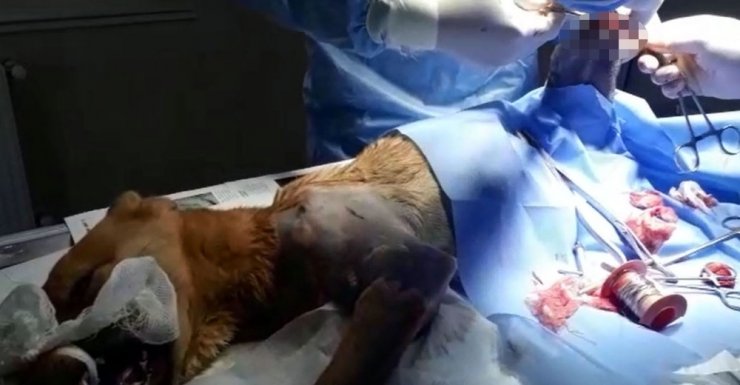 Bursa’da araba çarpan köpek ameliyat edildi