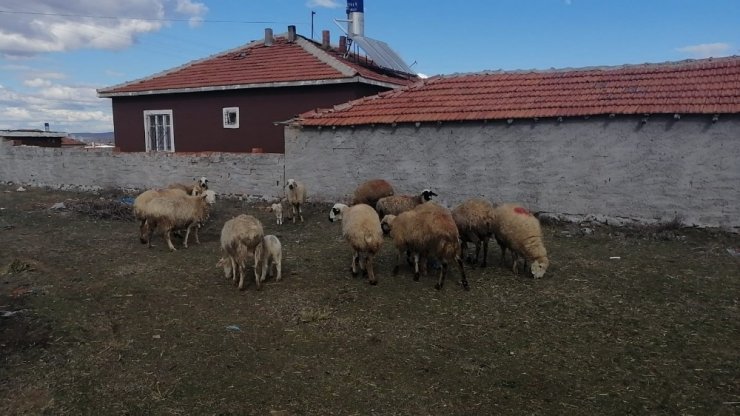 Ankara jandarması çalınan hayvanları Konya’da buldu