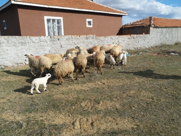 Ankara jandarması çalınan hayvanları Konya’da buldu