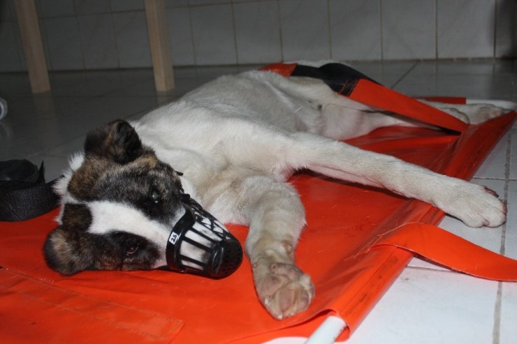 Köpeğe çarpıp kaçan sürücü plakayı yerde unuttu