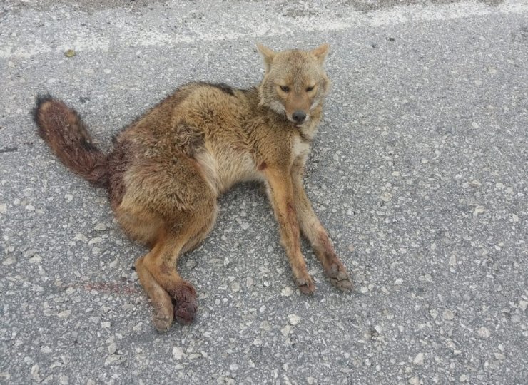 Adıyaman’da tilkiye otomobil çarptı