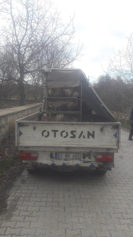 Kamyonetle canlı tavuk satan şahsa 10 bin TL para cezası kesildi