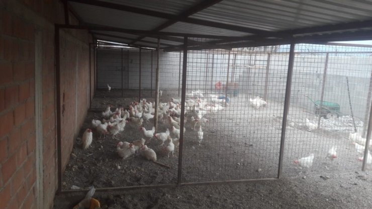 Kamyonetle canlı tavuk satan şahsa 10 bin TL para cezası kesildi