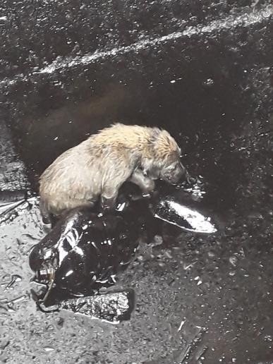 Diyarbakırlı çocuklar petrol kuyusuna düşen 2 yavru köpeği kurtardı