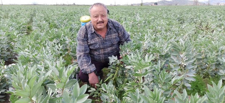 Taze baklanın hasadı gecikti, nisan ayında sofralarda