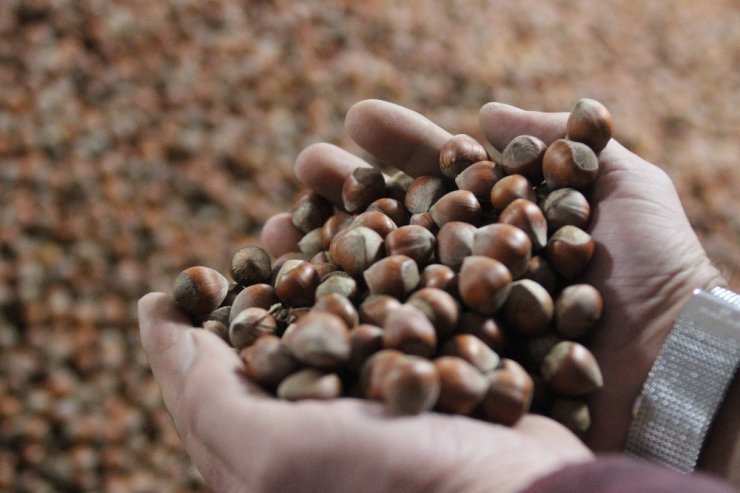 KİB Başkanı Edip Sevinç: "Coronavirüs salgını fındık ihracatını da olumsuz etkiliyor"