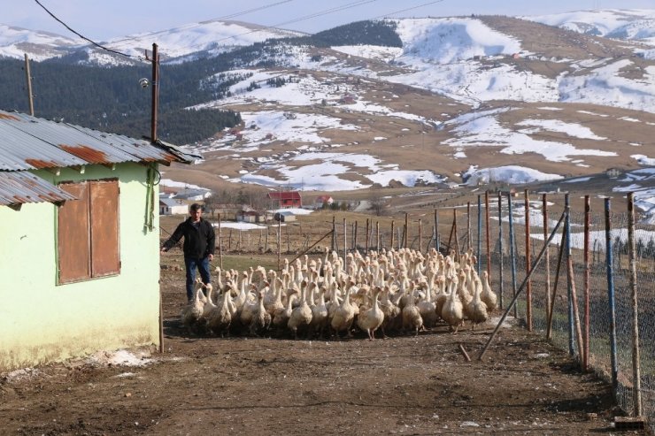 Kaz projesi meyve veriyor