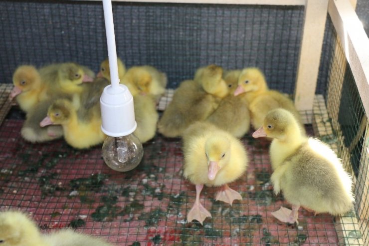 Kaz projesi meyve veriyor