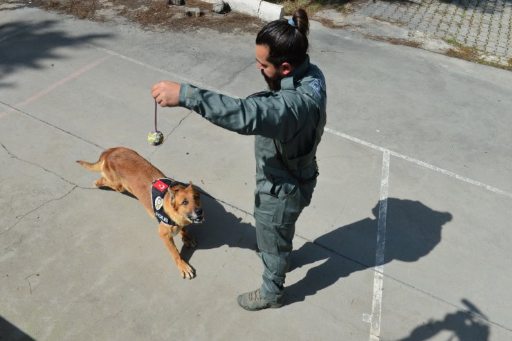 Uyuşturucu avcısı "Hera" emekli oldu
