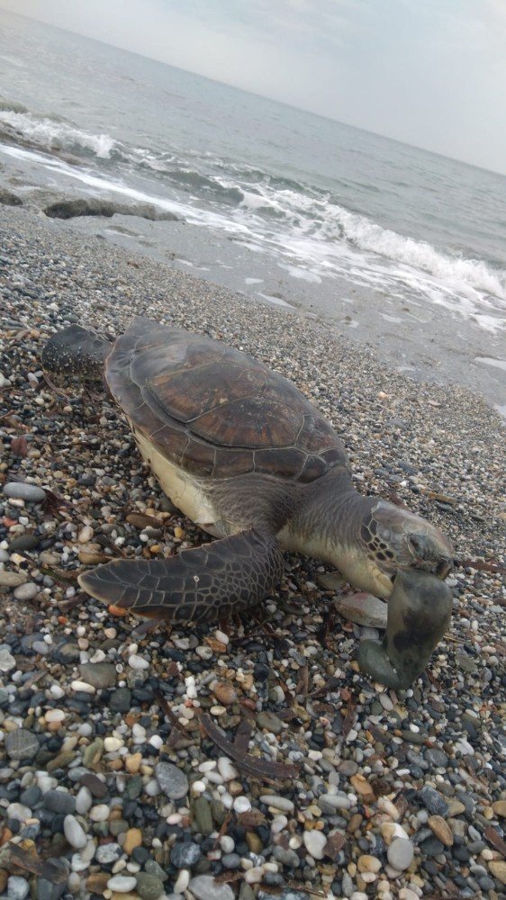 Antalya’da caretta caretta ölüsü sahile vurdu