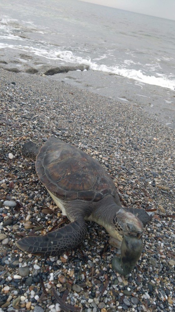 Antalya’da caretta caretta ölüsü sahile vurdu