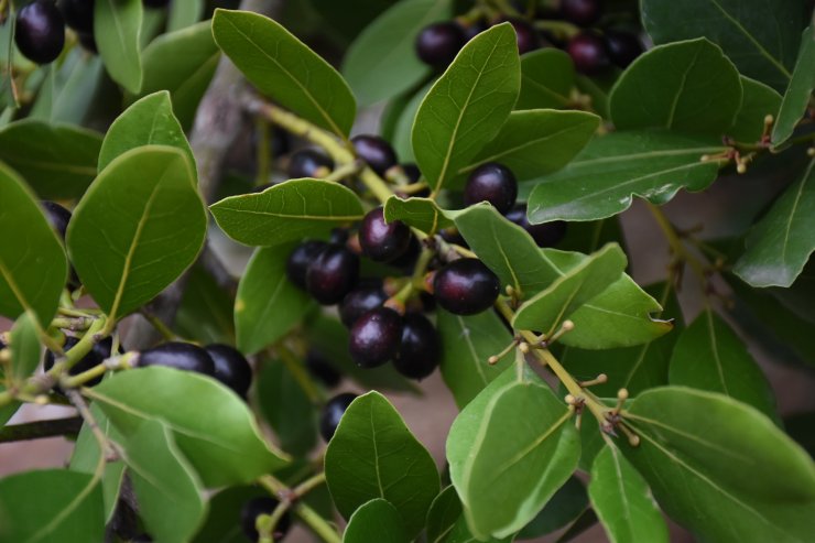 "Türk defne yaprağı" tescil yolunda