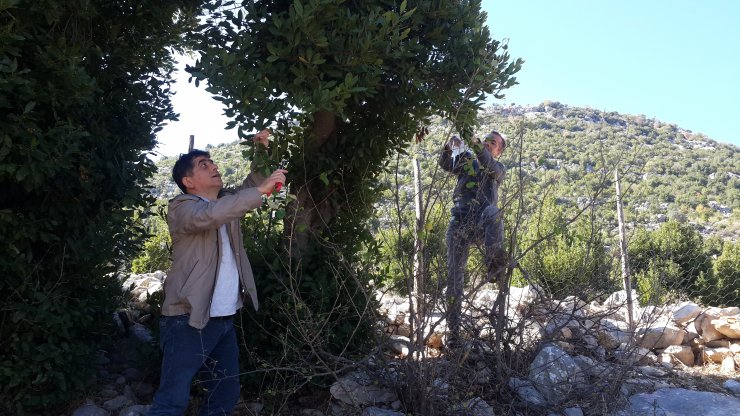"Türk defne yaprağı" tescil yolunda