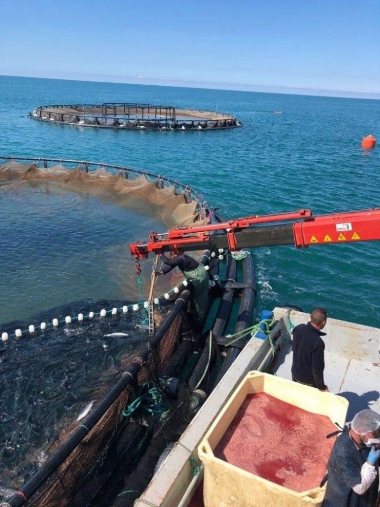 Gürdoğan: Doğu Karadeniz’den su ürünleri ihracatındaki artışı karşılamak için yeni yatırımlar yapmak gerekiyor"