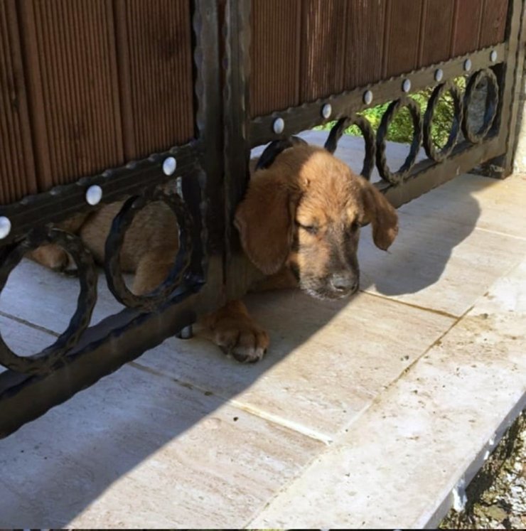 Yavru köpeği kurtarmak için seferber oldular