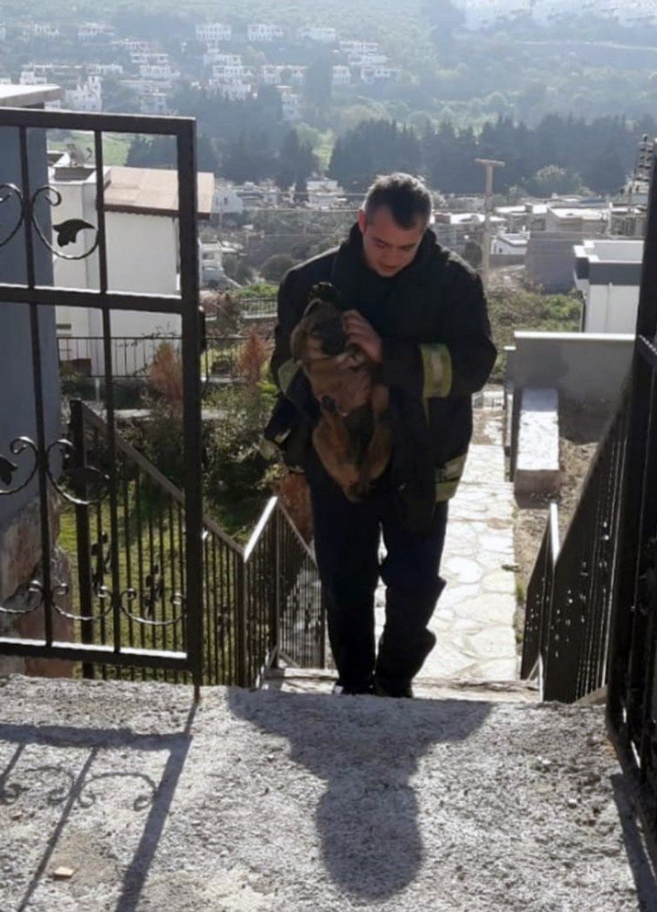 Yavru köpeği kurtarmak için seferber oldular