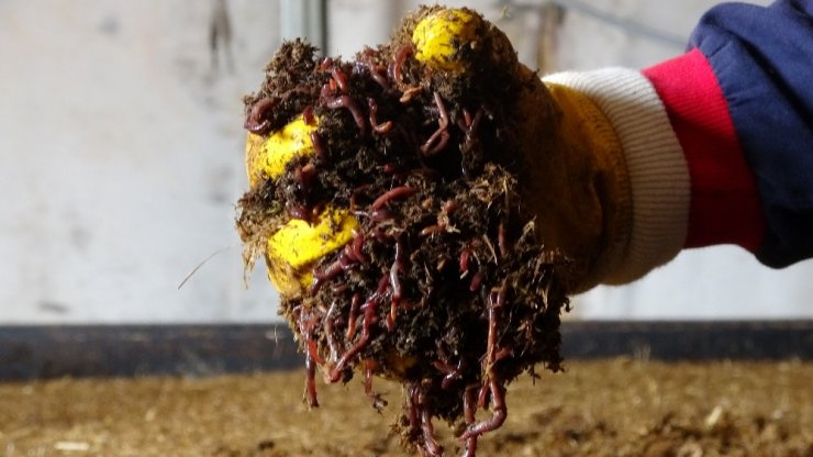 15 milyon solucan ile organik gübre üretiyor