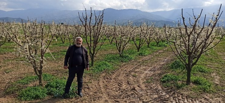 Ödemiş ovası erik beyazı ile kaplandı