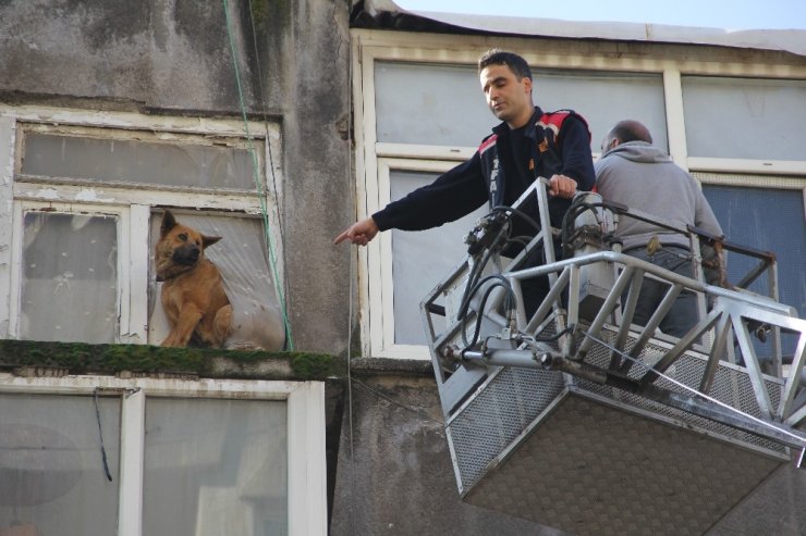 Sahipleri operasyonla gözaltına alındı, evde kalan köpekleri itfaiye kurtardı