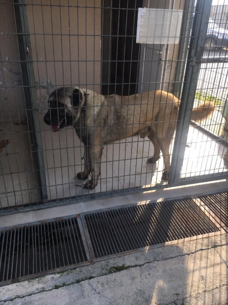 Manisa’da köpek dövüşüne dronlu baskın