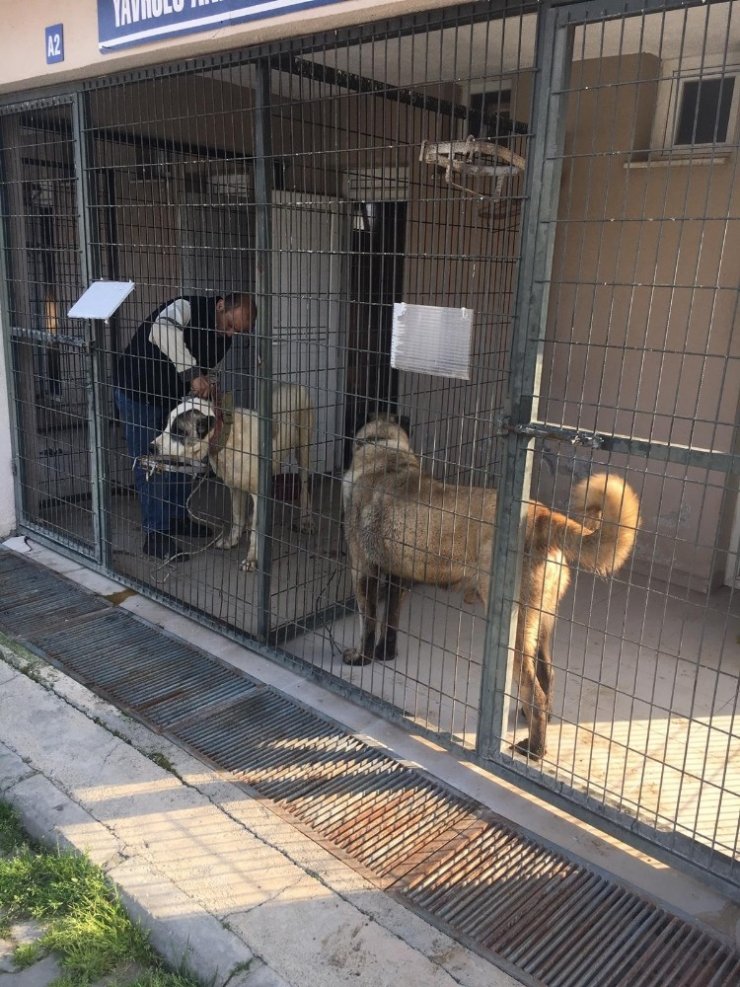 Manisa’da köpek dövüşüne dronlu baskın