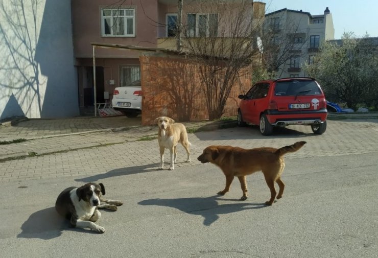 Başıboş köpekler yaşlı adama saldırdı, hastanelik etti