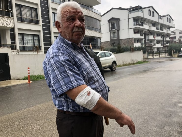 Başıboş köpekler yaşlı adama saldırdı, hastanelik etti