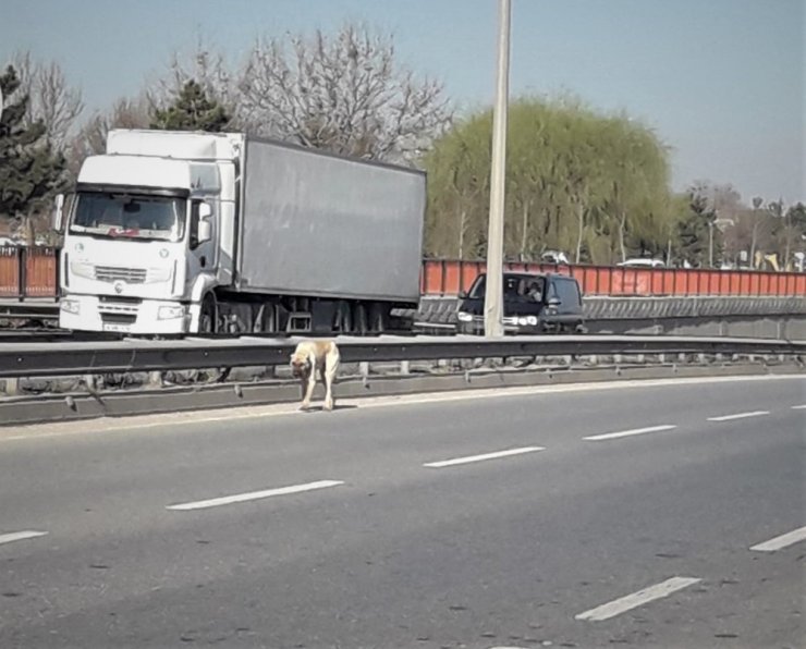 Köpeği yolu karşısına geçirmek için trafiği durdurdular