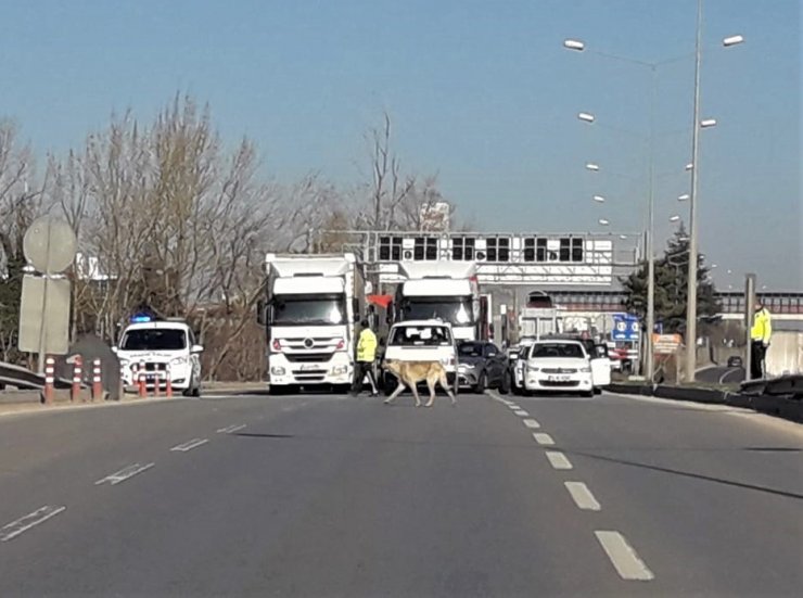 Köpeği yolu karşısına geçirmek için trafiği durdurdular