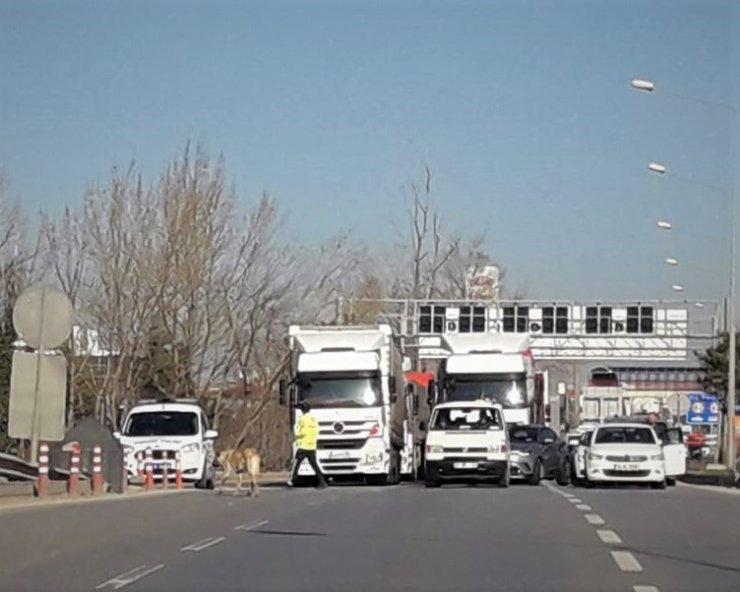 Köpeği yolu karşısına geçirmek için trafiği durdurdular