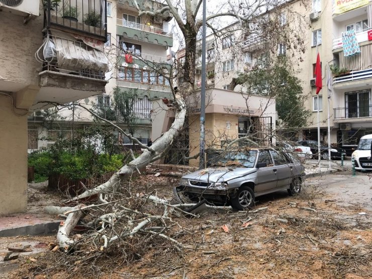 Çürüyen 250 yıllık çınar ağacı devrildi