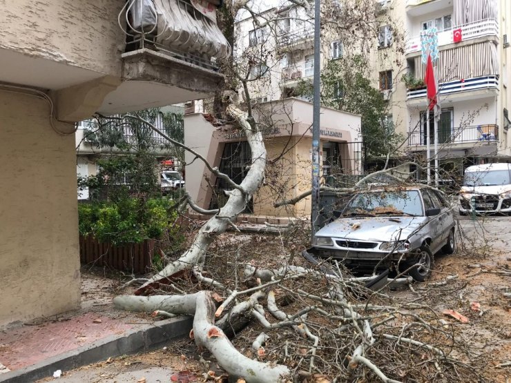 Çürüyen 250 yıllık çınar ağacı devrildi
