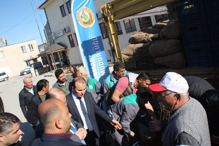 Mut’ta 7 bin adet adaçayı fidesi dağıtıldı