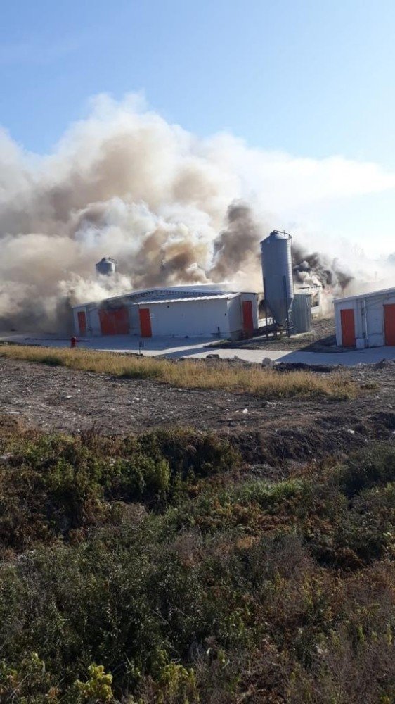 Bursa’da tavuk tesisi alev alev yandı...